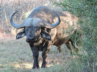 Big Buffalo bull. Face Close up