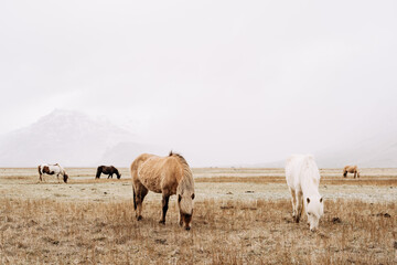 The Icelandic horse is a breed of horse grown in Iceland. Horses in the field are nibbling on a snowstorm.
