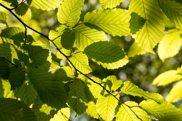 Liście na gałązce grabu pospolitego. © Henryk