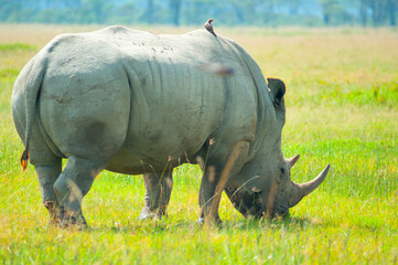 Wild black rhino eating grass