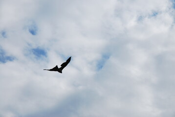 空を飛ぶ鳥