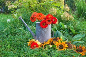 Summer gardening composition. Bunch or red zinnia flowers in vintage watering can, sunflowers, ripe pears and apples on the grass © stsvirkun