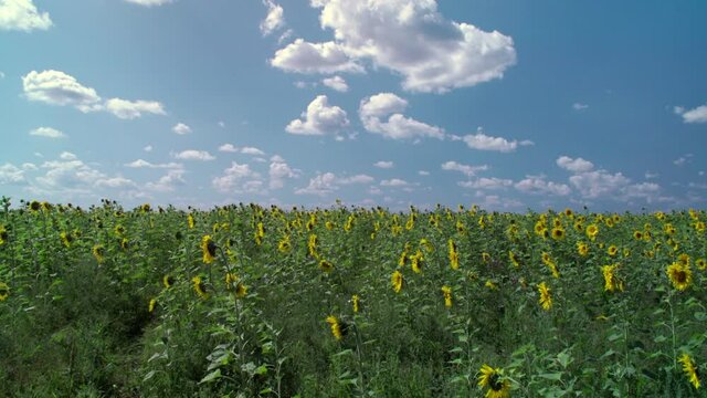 Feilds of sunflowers at noon with bees and shadows from the clouds