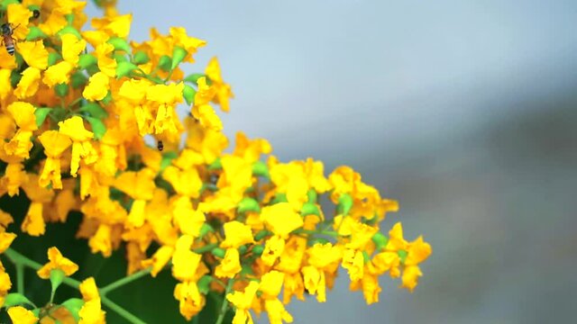 bees and Burma padauk bouquet yellow flowers blooming