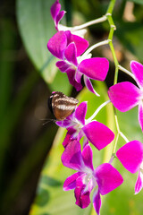 Tropical violet orchid and butterfly, Thailand