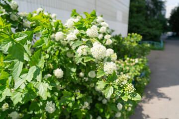 White flowers on the street.