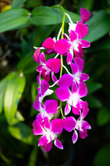 beautiful violet Tropical orchid, south Thailand
