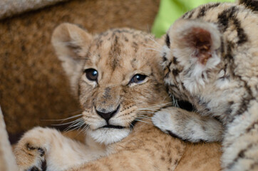 Photo where the tigress put a lion cub paw on her shoulder