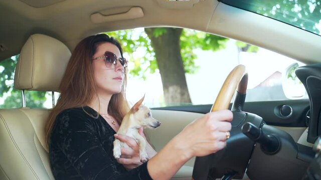 Stylish woman in sunglasses rides in the car holding a small pet. Female, a girl behind the wheel of a Chihuahua dog, toy terrier. Ride together on the road.