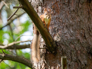 Red squirrel sits on a pine branch. Her tail is hanging. The squirrel is looking forward. The animal is lit by the sun.