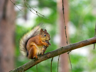 Cute squirrel sits on a tree branch and nibbles a fir cone. Squirrel tail pressed to the back. The animal holds the bump in its paws.