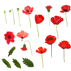 Fototapeta na wymiar poppy flower bud and leaf watercolor painting isolated