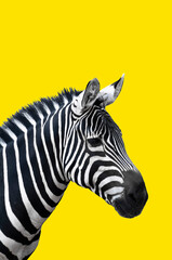 Plains zebra on yellow background, zebra  head closeup, zebra isolated, african wildlife, black and white stripes