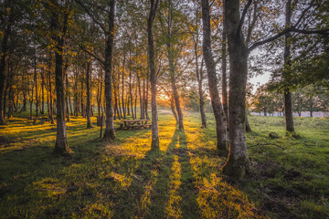 Obraz premium parque de merendas no campo com árvores ao pôr do sol