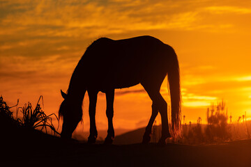 Fototapeta na wymiar Silhueta de cavalo selvagem a pastar ao pôr do sol
