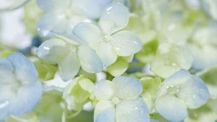 水滴で濡れた薄青いアジサイの花