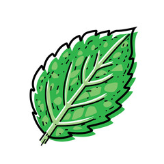 Obraz premium Peppermint leaf isolated on white background. Vector illustration of spearmint.