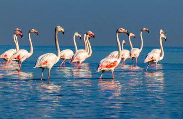 Group birds of pink african flamingos  walking around the blue lagoon on a sunny day