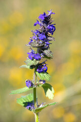 Macrophotographie de fleur sauvage - Bugle de Genève - Ajuga genevensis