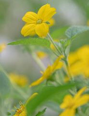 コガネグルマ(札幌市平岡樹芸センター) /  Koganeguruma <Hiraoka arboriculture center>