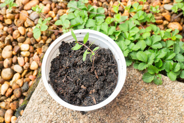 Young pomegranate plant in recycle container