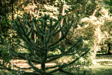 Green plant araucaria araucana in the garden