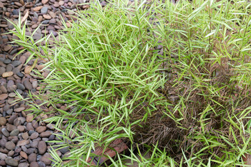Silver bamboo leaves plant in exterior garden