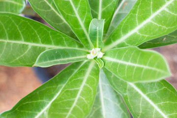 Close-up of Azalea flowers green leaves plant