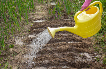 Metal watering can used to water the green grass