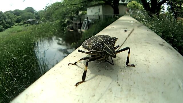 カメムシ