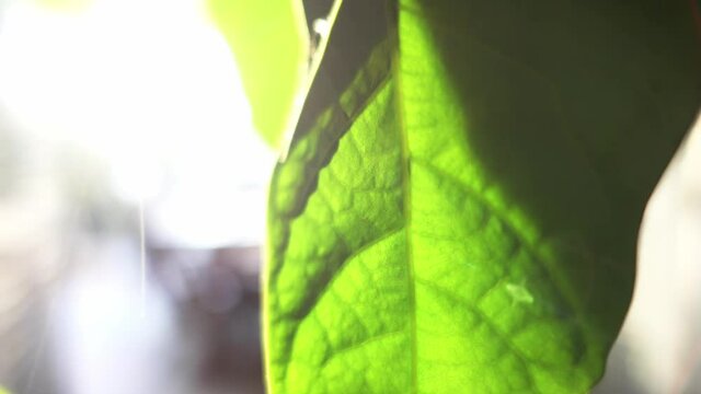 Close up shot of in focus avocado leafs moving up to out of focus on higher part of leaf with bokeh and light flares in background.