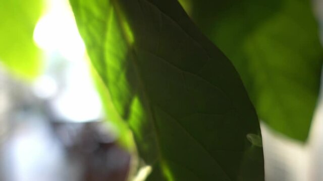 Close up shot of out of focus avocado leafs moving in to focus on lower part of leaf with bokeh in background.