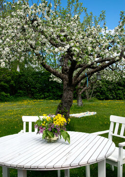Summer day in the garden and fresh flower bouquet on the table with chairs around it. In the grass next to blossom apple tree is a blanket to sit on. Photo taken in Sweden.