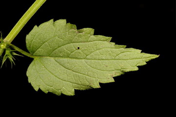 White Dead-Nettle (Lamium album). Leaf Closeup