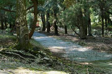 footpath in the woods