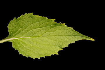 Giant Bellflower (Campanula latifolia). Leaf Closeup