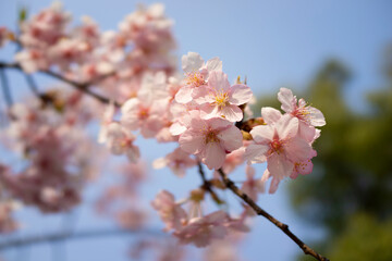 pink cherry blossom
