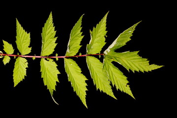 Meadowsweet (Filipendula ulmaria). Leaf Closeup