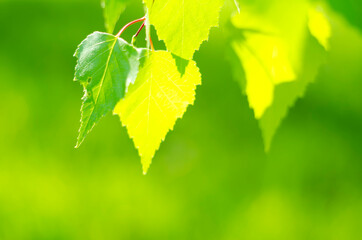 Green birch leaves lit by the bright rays of the sun. Joyful summer mood. Close-up. Defocus. Tree leaves.