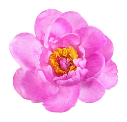 Pink peony flower isolated on white