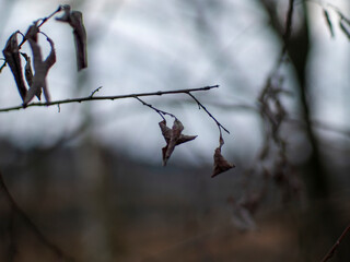 withered leaves on a branch in late autumn, Russia