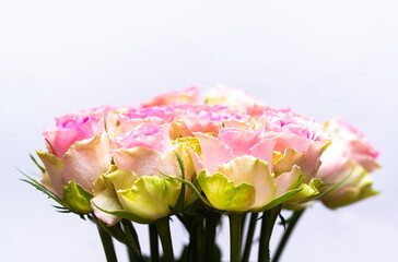 A close up of beautiful pink rose bouquet, with white background and space for text on upper side