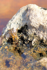 Western Honey Bee (Apis mellifera) with tongue extended, collecting water, South Australia