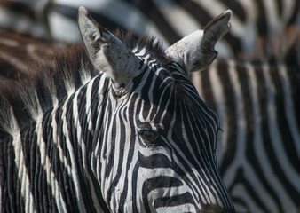 portrait of zebra