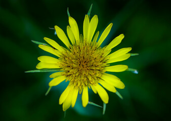 
yellow wild flower on a green background