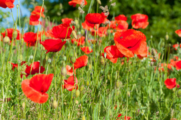 Fototapeta na wymiar meadow with blooming red poppies