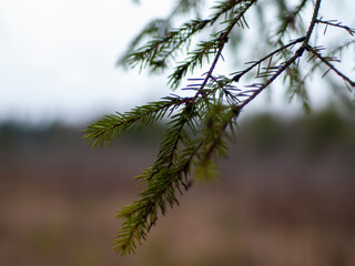 spruce needles on a branch in late autumn, Russia