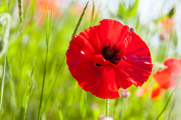 
big beautiful red poppy in green grass