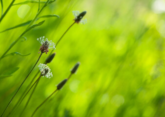
spikelets of grass on a green background