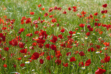 Naturaleza, Flores, Macro, Primavera, Amapola, Rojo